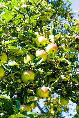 Ağaçta elmalar. Doğa büyür. Yeşil dal. Çiftlik sarı elma ağacı bitkisi