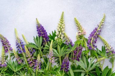 Lupine çiçekleri. Mor pembe tomurcuklar. Çiçek yapraklı arka plan. Lupinus yabani çiçeği