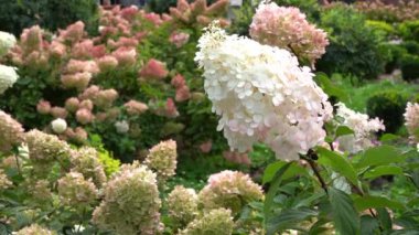 Ortancalar çiçek açar. Beyaz tomurcuk Ortanca çiçeği.