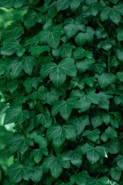 Ivy gidiyor. Yeşil yapraklı arka plan Doğa