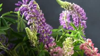 Lupine çiçekleri. Mor ve pembe tomurcuk buketi.