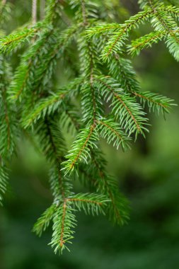 Çam ağaçları. Yeşil arka plan. Noel ağacı ladini doğayı iğneler.