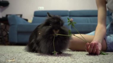 Evdeki tavşan yonca yiyor. Tatlı tavşancık. Evcil hayvan. Siyah tüylü yün. Aslan Kafa 'nın dekoratif tavşanı. Hayvan yemi