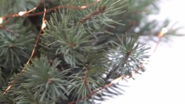 Noel ağacı dalları ve çelenk ışıkları. Aralık 'ın kozalaklı buketi. Kış arkaplanı