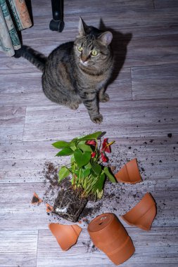 Kedi evde bir terracotta saksısını kırdı. Andoryum kırığı çiçeği..