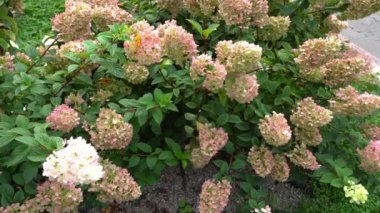 Ortancalar çiçek açar. Pembe tomurcuk Hydrangea çiçek bitkisi