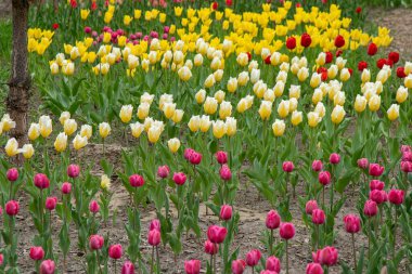 Sarı kırmızı laleler çiçekli arka plan yapraklı tomurcuk. Bahar bahçesi.