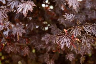 Japon akçaağaç dallarının kırmızı yaprakları. Doğa çiçekli botanik geçmişi