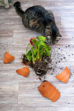 Kedi bir terracotta saksısını kırdı..