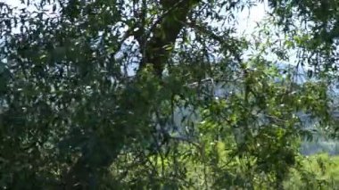 Trenle seyahat et. Doğa yeşil ağaç yaprakları. Dağdaki tepeler, ormanlar ve çayırlar