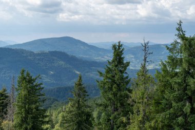 Dağlar Karpatlar 'a kadar uzanır. Tepeler, orman ve çayırlar. Yeşil vadi. Doğa ağacı.
