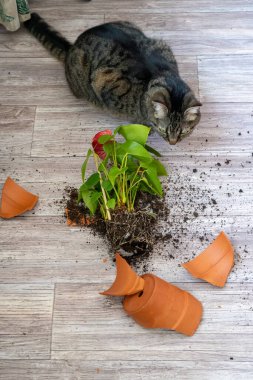 Kedi bir terracotta saksısını kırdı. Şarbonlu çiçek. Ev