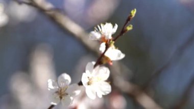 Kayısı ağacının beyaz çiçekleri. Bahçede bahar çiçekleri açan dallar. Rüzgâr sallanıyor.