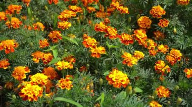 Bahçedeki kadife çiçekleri. Portakal tomurcukları. Bitki. Doğa