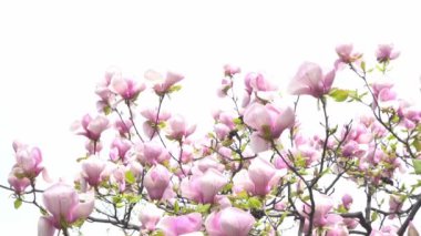 Pembe manolya çiçekleri. Bahçedeki bir ağaç dalında çiçek tomurcuğu. Bahar çiçekli doğa yaprakları