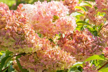 Ortanca yaprağı tomurcuklanması. Pembe ortanca çiçek bahçesi