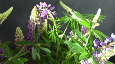 Lupine çiçekleri. Mor ve pembe tomurcuk buketi.