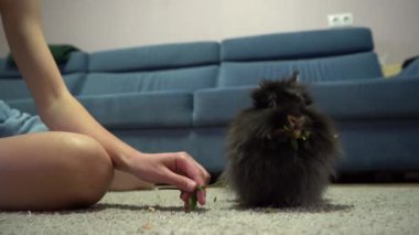 Tavşan evde. Tatlı tavşancık. Evcil hayvan. Siyah tüylü yün. Aslan Kafa 'nın dekoratif tavşanı. Evcil hayvan yeşil çimen karanfili yer