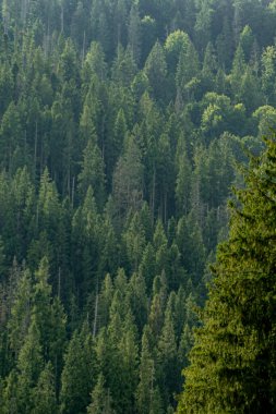 Karpat dağlarında çam ağaçları. Yeşil orman doğası. Noel ağacı. Süslü bluz.