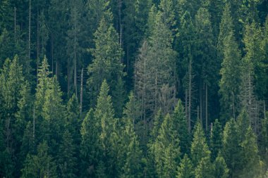 Karpat dağlarında çam ağaçları. Yeşil orman doğası. Noel ağacı. Süslü bluz.