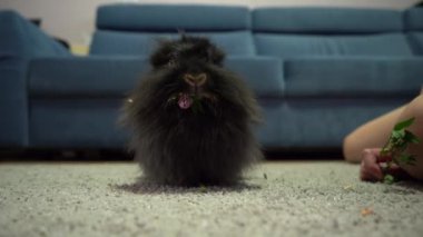 Tavşan evde. Tatlı tavşancık. Evcil hayvan. Siyah tüylü yün. Aslan Kafa 'nın dekoratif tavşanı. Evcil hayvanlar yeşil ot yer.