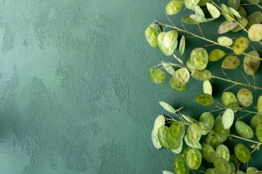 Yeşil yapraklı arka plan. Lunaria Annua gidiyor. Kurumuş çiçek para bitkisi.