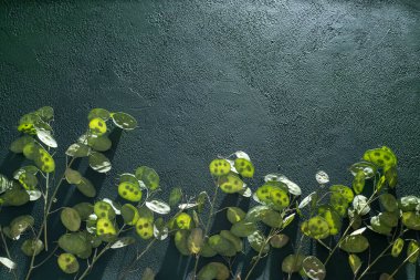 Yeşil yapraklı arka plan. Lunaria Annua gidiyor. Kurumuş çiçek para bitkisi.