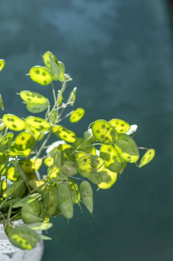 Yeşil yapraklı arka plan. Lunaria Annua gidiyor. Kurumuş çiçek para bitkisi.