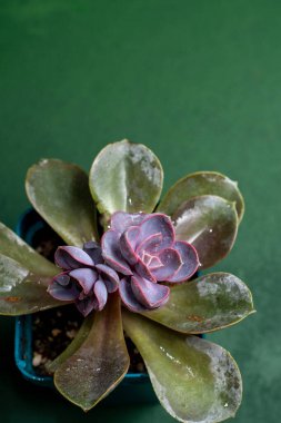 Nurnberg 'in Çiçek Echeveria İncisi. Sulu mor bitki yaprakları. Yeşil arka plan. Botanik