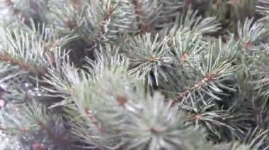 Noel ağacı dalları. Aralık 'ın kozalaklı buketi. Kış arkaplanı