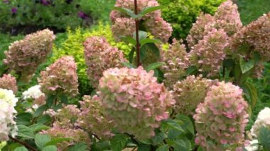 Ortancalar çiçek açar. Pembe tomurcuk, ortanca yaprak çiçeği..