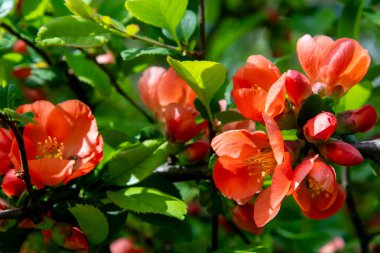 Kırmızı bahar çiçeği. Japon ayva Chaenomeles. Bahçedeki yaprak dalındaki Bud. Doğa bitkisi çiçek açıyor.