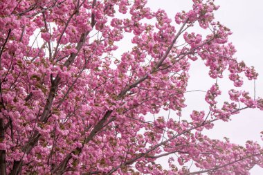 Sakura pembe çiçeklerle çiçek açar. Bahçedeki ağaçlar. Dallardaki tomurcuklar. İlkbahar bitkisi