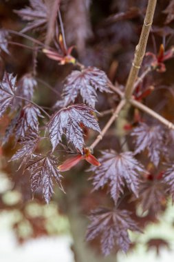 Japon akçaağaç dallarının kırmızı yaprakları. Doğa çiçekleri.