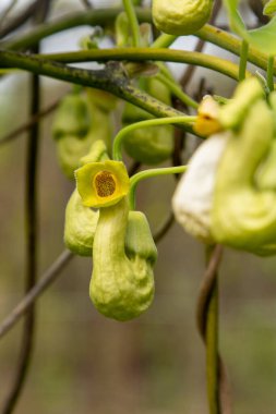 Flowers Aristolochia manshuriensis or Manchurian Pipevine Manchuria. Liana bud plant. Botanical is an endangered species. Green leaf. clipart