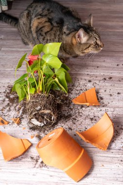 Kedi bir terracotta saksısını kırdı. Andoryum çiçeği bitkisi