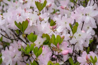 Beyaz Azalea çiçekleri. Rododendron Diamant Himmelblau. Çalıların üzerinde tomurcuklar. Bahar pembe çiçek arkaplanı