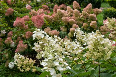 Ortancalar çiçek açar. Pembe tomurcuk, Hydrangea çiçek çiçeği, hortensiya çalısı.