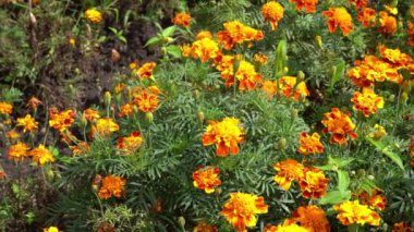 Bahçedeki kadife çiçekleri. Turuncu tomurcuklar.