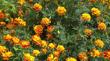 Bahçedeki kadife çiçekleri. Portakal tomurcukları. Çiçek tarlası