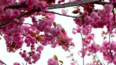 Sakura pembe çiçeklerle çiçek açar. Bahçedeki ağaç. Dallardaki tomurcuklar. Bahar bitkisi
