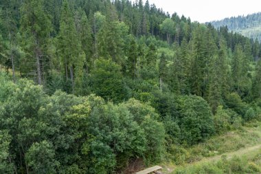 Yeşil Orman ağaçları. Doğa arkaplanı.