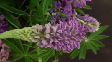 Lupine çiçekleri. Mor ve pembe tomurcuk buketi.