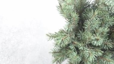 Noel ağacı dalları. Aralık 'ın kozalaklı buketi. Kış arkaplanı