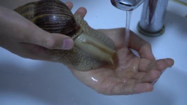 Büyük salyangoz achatina evcil hayvanı. Evdeki hayvanlar. Salyangozu ellerinizde tutun ve musluğun altında yıkayın..