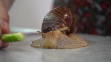 Büyük salyangoz achatina evcil hayvanı. Evdeki hayvanlar. Yeşil salatalık ye.