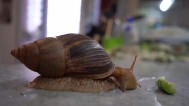 Büyük salyangoz achatina evcil hayvanı su içer. Evdeki hayvanlar. Kaynak