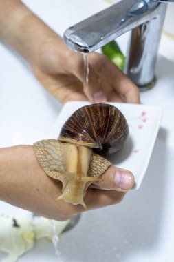 Big snail achatina pet. Animal at home. Care and wash clipart