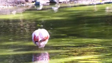 Pembe flamingo kuş gölü su yaşamı. Turuncu kanatlı kuş yüzer ve yıkar.