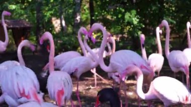 Pembe flamingo kuş gölü suyu. Flamingo hayatı. Doğal hayvan kalabalığı.